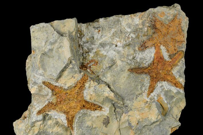Three Ordovician Starfish (Petraster?) Fossils - Morocco #175291